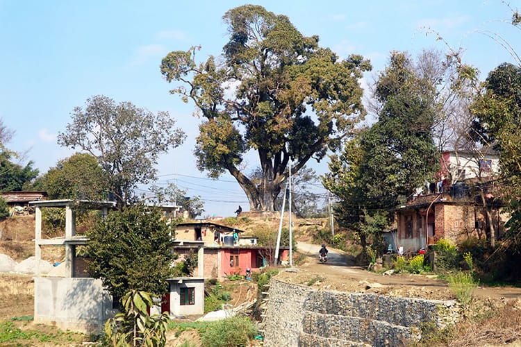 A lone man sits under a chautari tree in Nepal