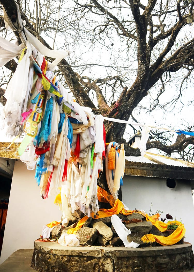 Hundreds of buddhist scarves hang from a single branch of a chautari tree