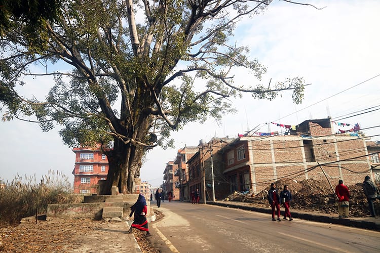 A woman crosses a street in front of a chautari tree