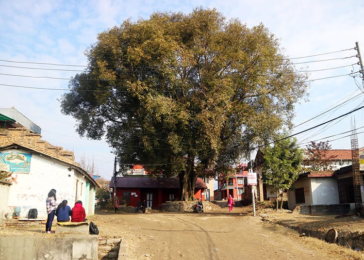 People gather around a chautari tree in a small village