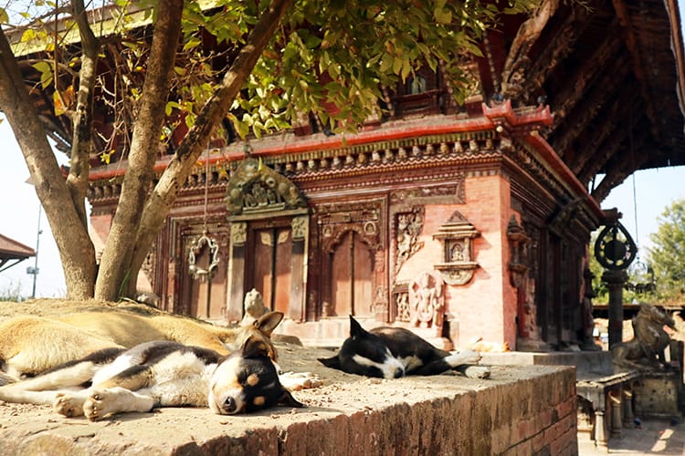 Puppies sleep at the base of a chautari in front of Changu Narayan Temple
