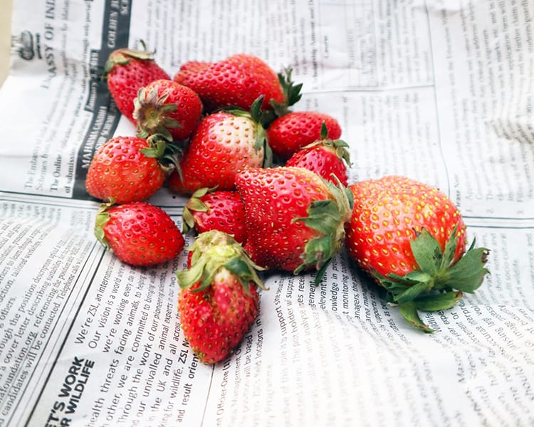 Fresh strawberries on a piece of newspaper