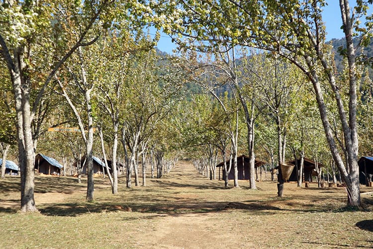 Trees lined up perfectly at the Chitlang Organic Village Resort