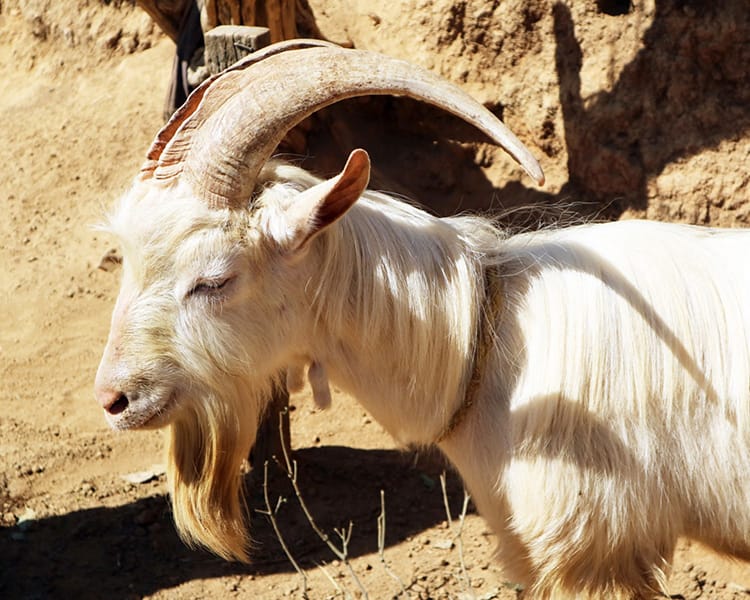An American Goat at the Goat Cheese Homestay in Chitlang