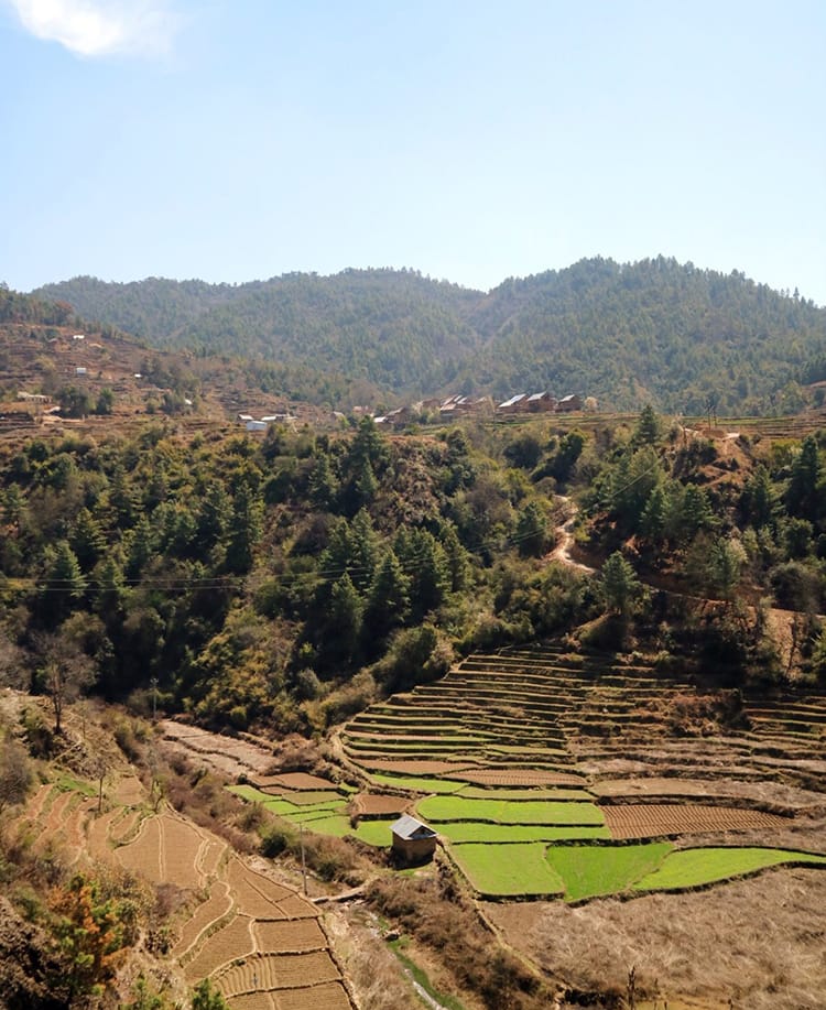 Fields being harvested on the way to Markhu and Kulekhani
