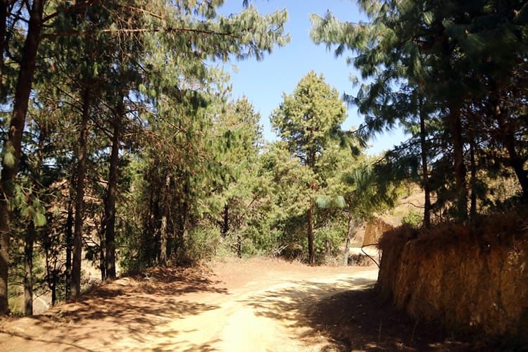 A dirt road with pine trees on both sides that leads to Markhu and Kulekhani