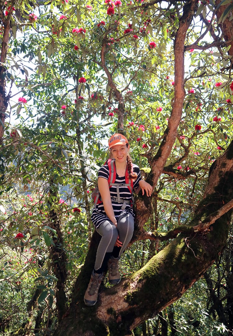 Michelle Della Giovanna from Full Time Explorer sits in a rhododendron tree on the way from Kathmandu to Chitlang