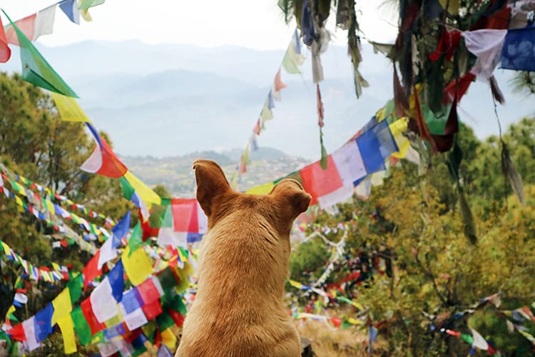 A dog looks out over a sea of prayer flags covering the hill below