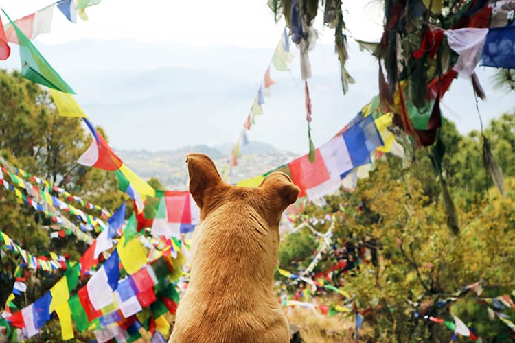 A dog overlooks the hill covered in brightly colored prayer flags on the way down to Asura Cave