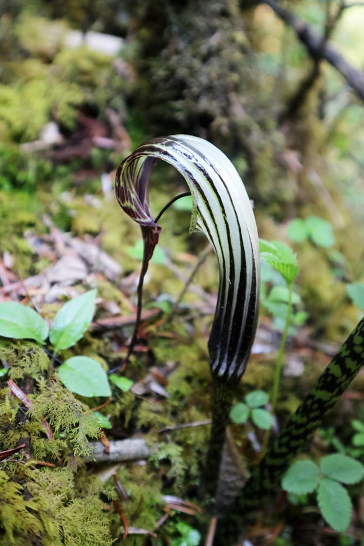 A plant that looks like a snake found in Gaurishankar Conservation Area in Nepal