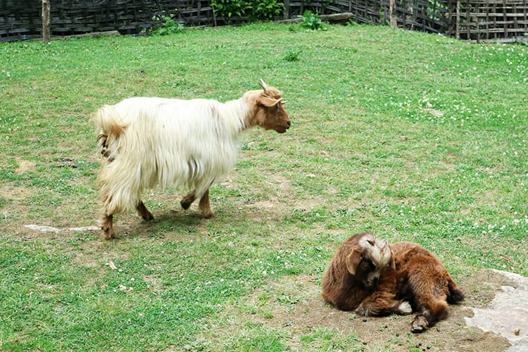 Two baby goats sit in the yard of the teahouse in Kyalche, Nepal