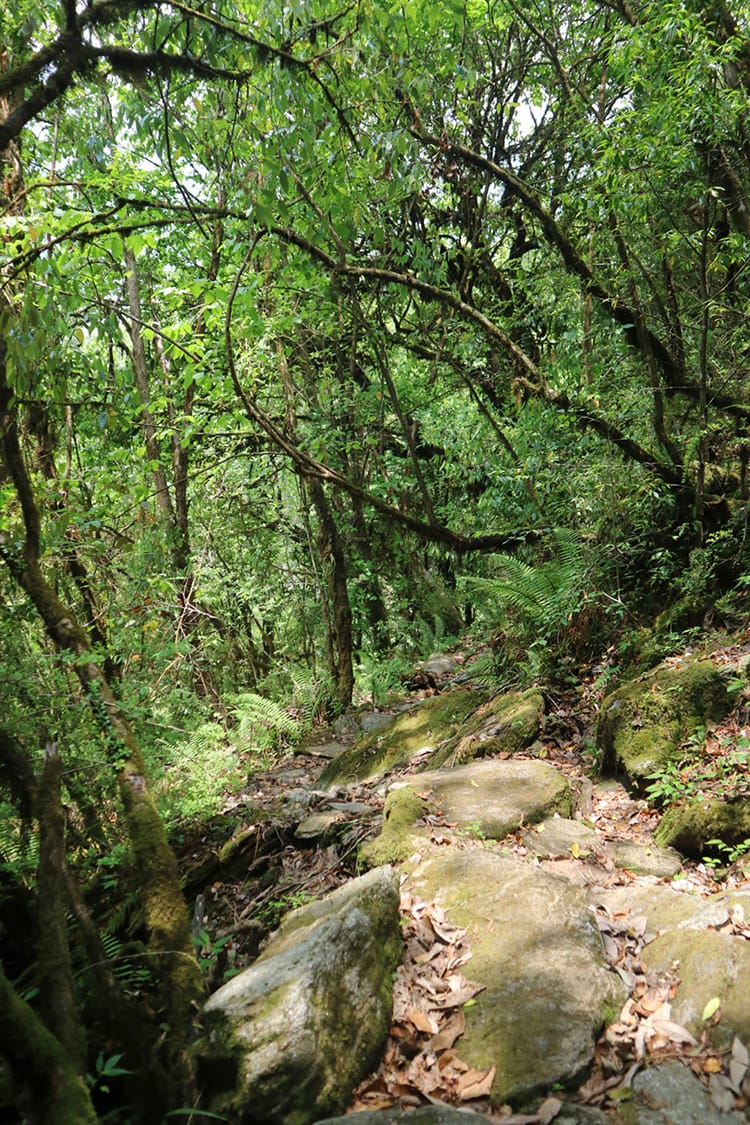 A path going through the woods on the way to Kyalche Village