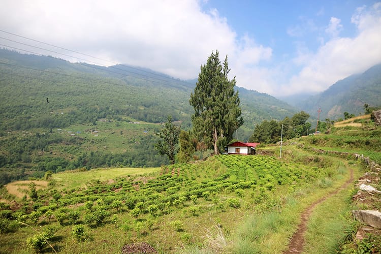 A small red roofed house sits in the hills of Chilingkha where tea leaves are grown