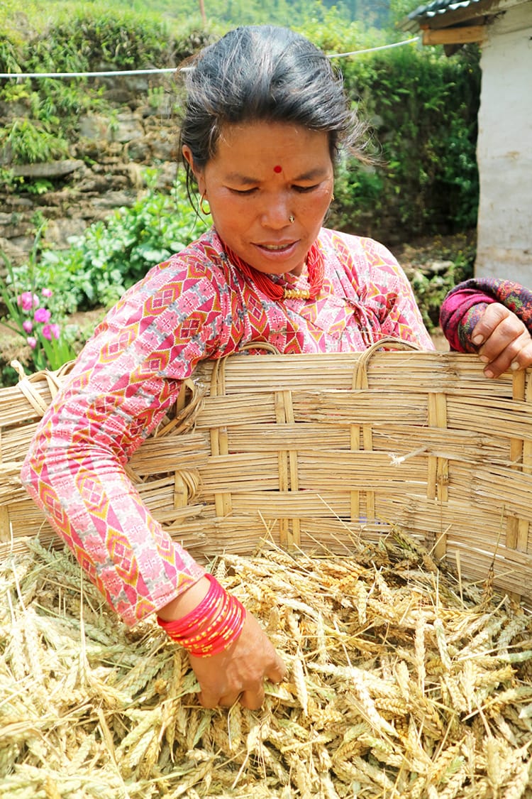 A woman stirs a giant basket of wheat, waiting for it to dry