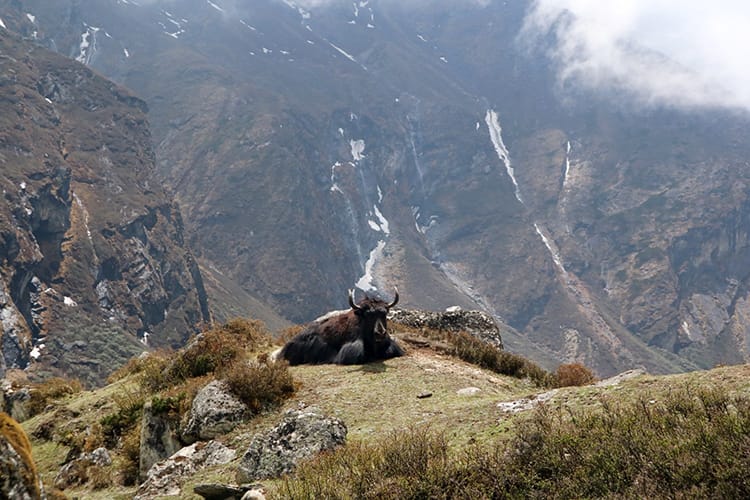 A brown yak sits on a hill in Rolwaling Valley