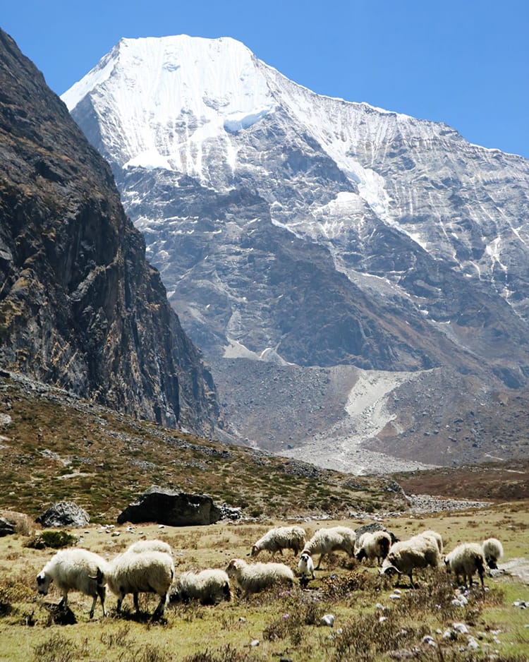 A herd of sheep with the Tsho Rolpa range behind them