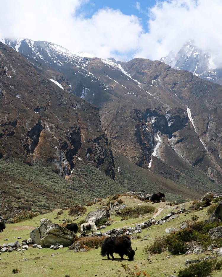 Yaks graze with the mountains behind them on route to Tsho Rolpa