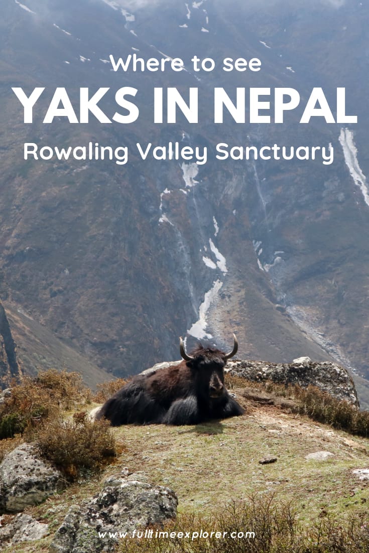 The Best Place to See Yaks in Nepal: Rolwaling Valley Sanctuary Tsho Rolpa Lake Trek Full Time Explorer Nepal | Nepal Travel Destinations | Nepal Photo | Nepal Photography | Nepal Honeymoon | Backpack Nepal | Backpacking Nepal | Nepal Vacation | South Asia | Budget | Off the Beaten Path | Trekking | Bucket List | Wanderlust | Things to Do and See | Culture | Food | Tourism | Like a Local