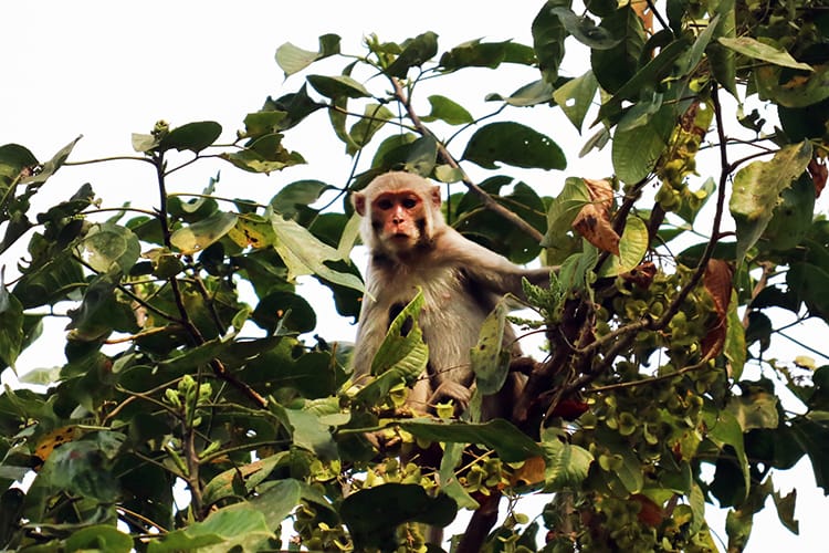 A monkey looks down from above during a Chitwan jungle safari