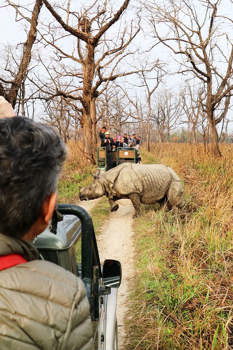 Jeeps stop and tourists take photos as a greater one horned rhino runs between vehicles in Chitwan National Park in Nepal