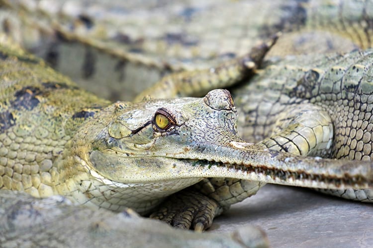 A close up of the gharial crocodiles inside the Gharial Breeding Center in Chitwan National Park in Nepal