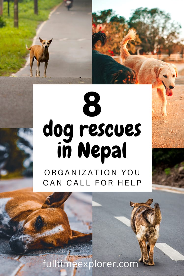 Street Dog Rescue in Nepal: 8 Organizations to Call for Help | Full Time Explorer | Nepal Travel | Animals in Nepal | Dogs in Nepal | Responsible Tourism | Sustainable Tourism | Dog Shelter | Animal Shelter | Dog Vaccinations | Dog Rescue Ideas | International Dog Rescues | What to do if you find a sick street dog | Volunteer | Dog Adoptions  #nepal #dogs #rescues #adoption #travel