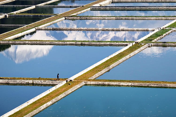 A boy walks through a fishery in Begnas as the Himalaya reflect in the pools of water