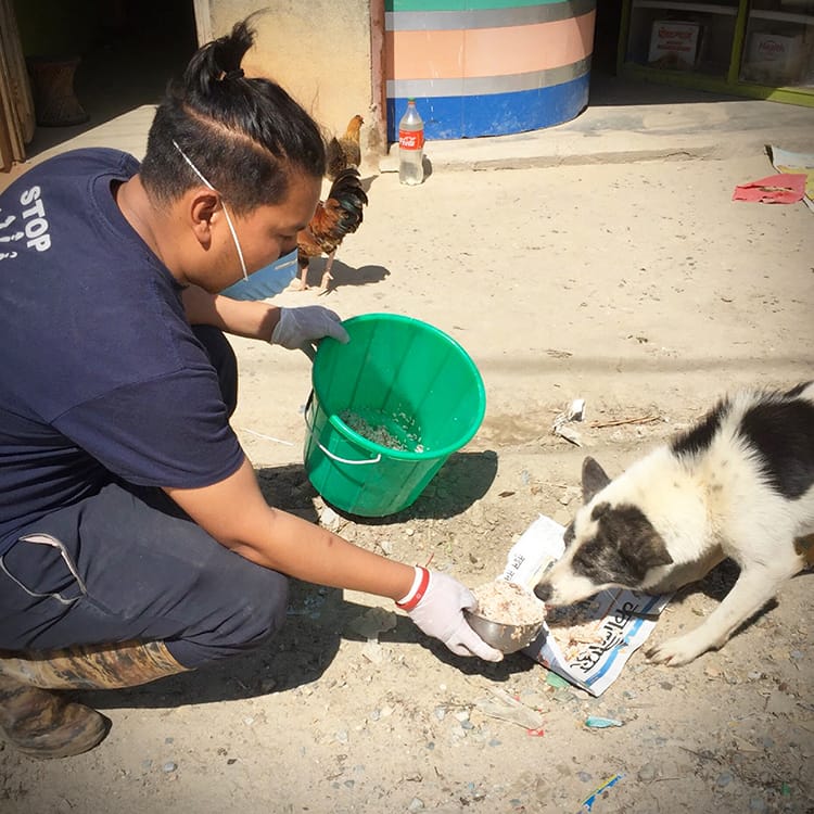 Street Dog Rescue in Nepal: 10 Organizations to Call for Help ⋆ Full Time  Explorer