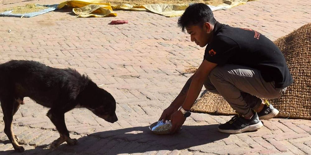 Dog Rescue in Nepal