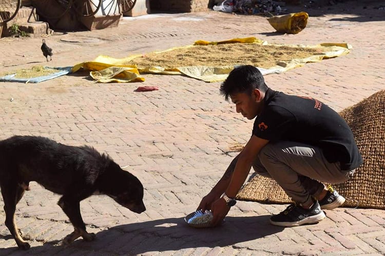 A volunteer from Together for Paws helps feed and rescue a dog in Bhaktapur Nepal