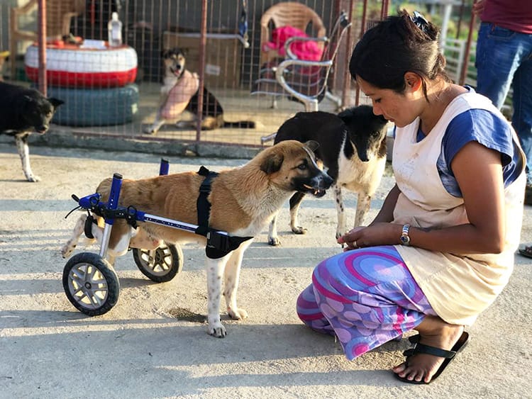 A dog in a wheel chair gets cared for at Sneha's Care in Lalitpur, Nepal