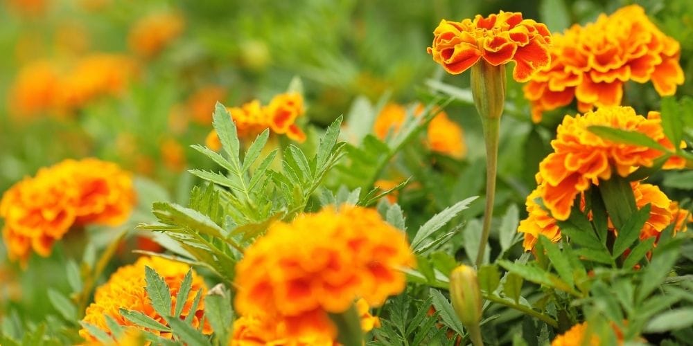 Marigolds in Godawari Botanical Garden