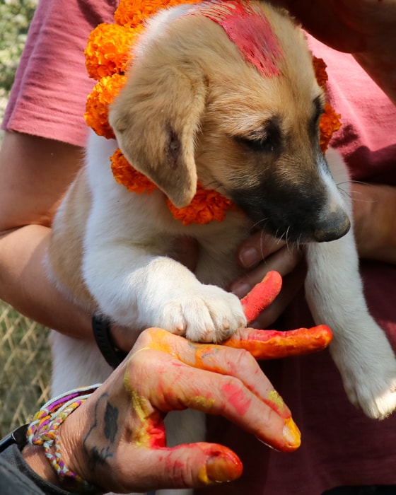 A puppy at the Dog festival in Nepal