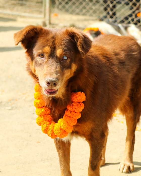 A dog wearing a mala during the day of the dogs in nepal