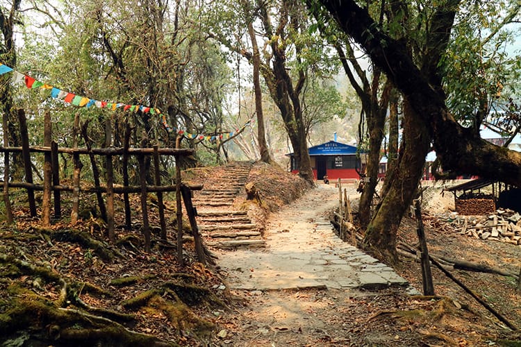 the entrance to Forest Camp on the Mardi Himal Trek