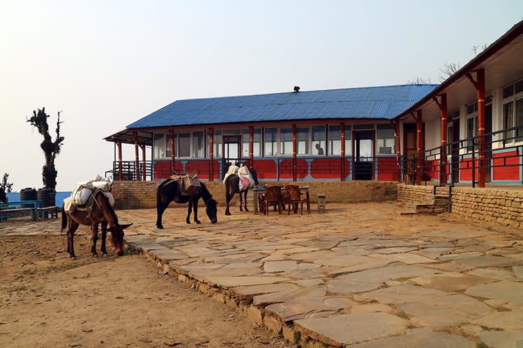 Mules graze in front of a teahouse in Mardi Himal Low Camp