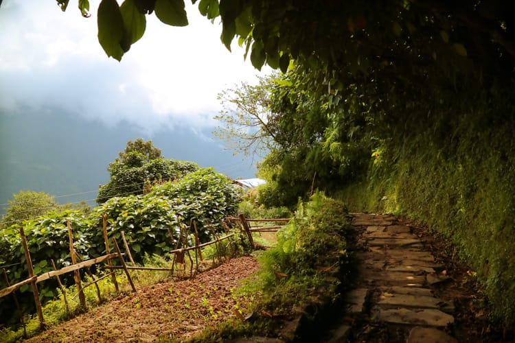 A small path winding through Ghandruk Nepal