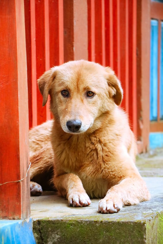 An adorable village dog sits in Tirkhedhunga