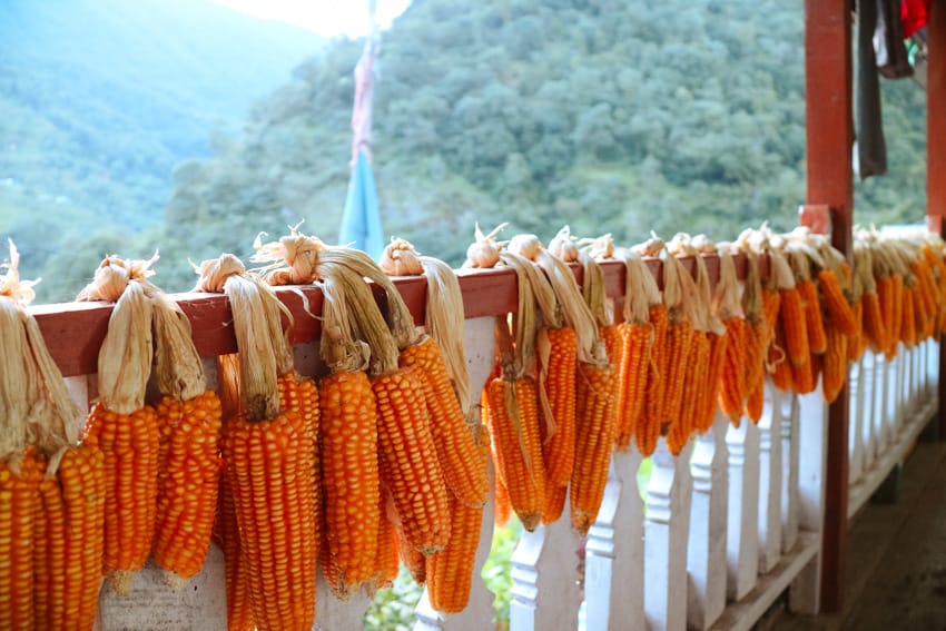 Corn dries on the balcony of a teahouse in Tirkhedhunga