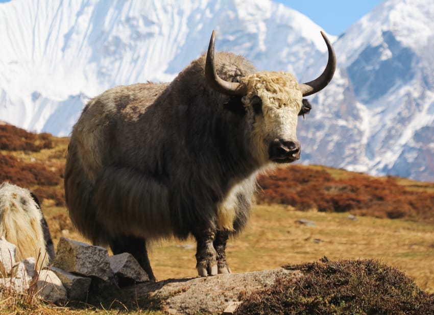 A Yak waiting along the Langtang Valley Trek and posing for trekkers