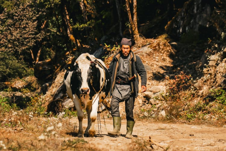 A man walks with a cow along the road of the Helambu Trek