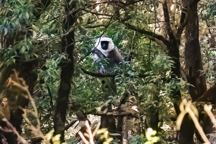 A gray langur monkey in the trees in Langtang National Park