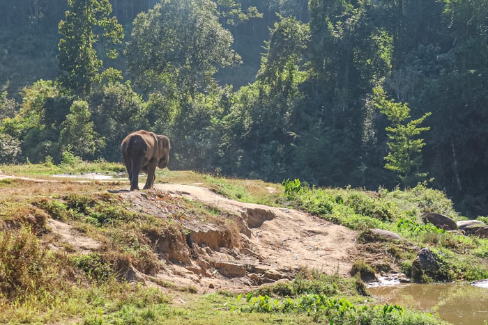 An elephant near the river at Into the Wild Elephant Camp in Chiang Mai