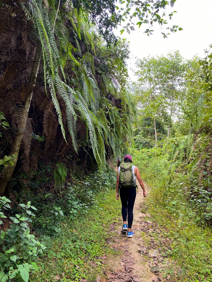 A hiker walks through the jungle path with large fern leaves surrounding them