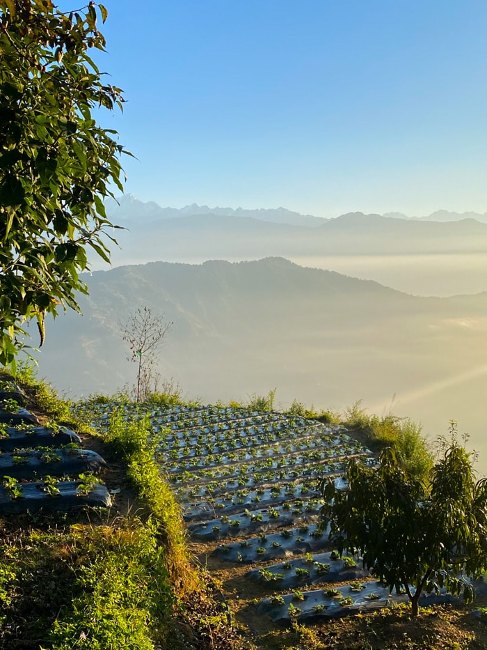 View over the farmlands in the morning at Prakriti Resort and Organic Farm