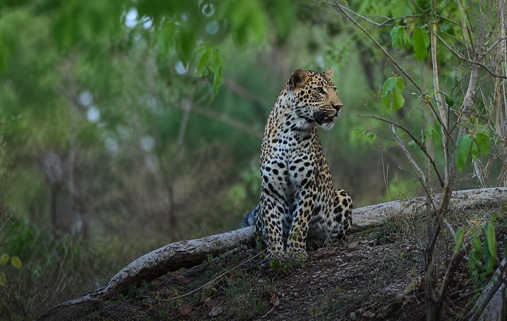 Pench National Park Trip Leopard
